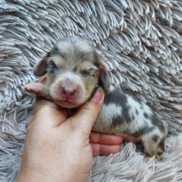 GABE - Choc Cream Dapple - Dapple male Dachshund puppy in Swink, Oklahoma from Palali Farm