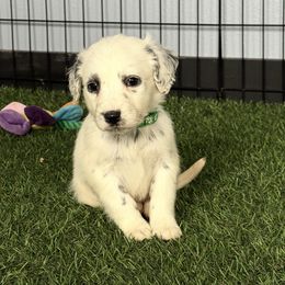 Stash Lua long coat - White and black male Dalmatian puppy in Sedalia, Missouri from Missouri Dalmatians