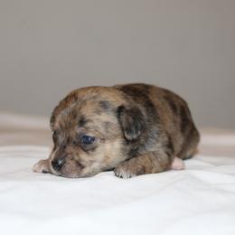 Daisy - Merle female Chihuahua puppy in Willamina, Oregon from Cherished Chihuahuas