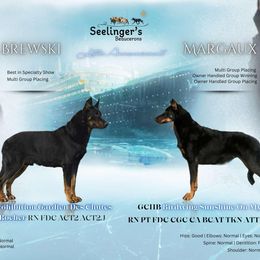 Beauceron puppies from Seelingers Beaucerons