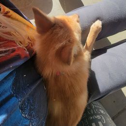 Smoke - Schipperke