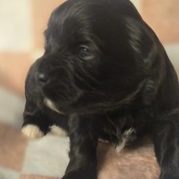 Oreo - Black and white male Havanese puppy in Trinity, Alabama from Tooties Cuties Havanese