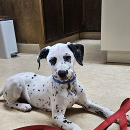 Ember - Dalmatian
