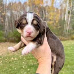 Brandy - Brown and white female Bernedoodle puppy in Midland, Michigan from Northern Charm Farm
