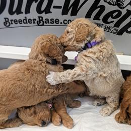 Double Doodle and Goldendoodle Puppies from Big Red Paw Doodles