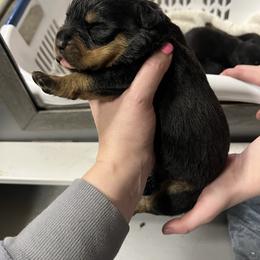 Slim Shady - Black and tan male Rottweiler puppy in Mcminnville, Oregon from JHB Rottweilers