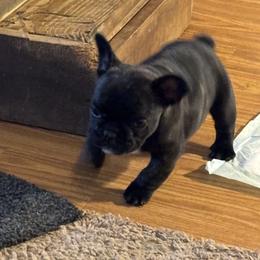 Poppy - Brindle and white female French Bulldog puppy in Alabama from Southern Bulldogs