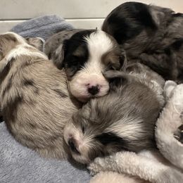 Aussiedoodle, Bordoodle, and Goldendoodle Puppies from Korbella Farm
