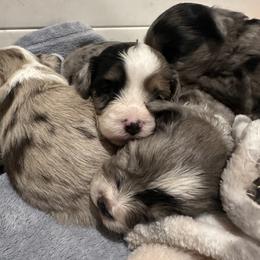 Aussiedoodle, Bordoodle, and Goldendoodle Puppies from Korbella Farm