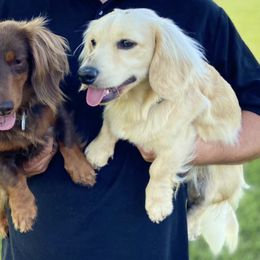 Dachshunds from Kietzman‘s Miniature Dachshunds