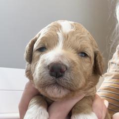 Goldendoodle Puppies from Diamond Daisy Doodles