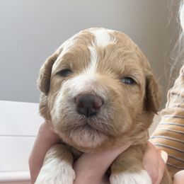 Goldendoodle Puppies from Diamond Daisy Doodles