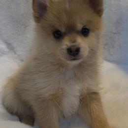 Baron - Red and white male Pomsky puppy in Wyoming from 307 Pomskys