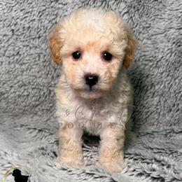 Finn - White male Poodle puppy in Austin, Texas from C & C Texas Toy Poodles