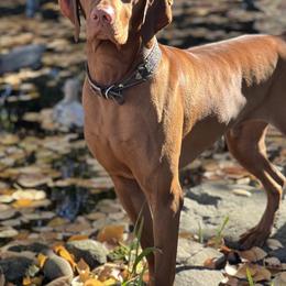Vizslas from Coast Range Vizslas
