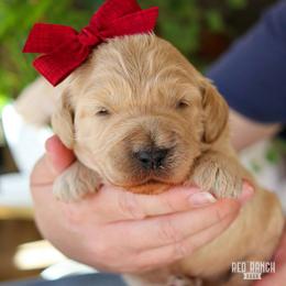 Indie - Apricot female Goldendoodle puppy in Salado, Texas from Red Ranch Dogs