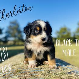 Australian Shepherd Puppies from Far West Aussies
