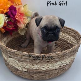 Girl 2 - Pink - Fawn female Pug puppy in Olin, North Carolina from Piggy Pugs