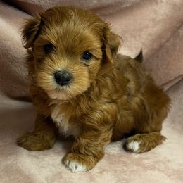 Rocco - Red male Havanese puppy in Maryville, Missouri from Dreamworks Havanese