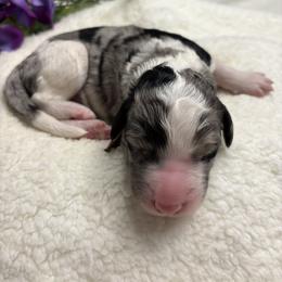 Bernedoodle, Goldendoodle, and Poodle Puppies from Poodle and Doodle Haven