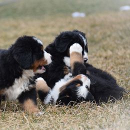 Bernese Mountain Dog Puppies from Brookwood Bernese Mountain Dogs