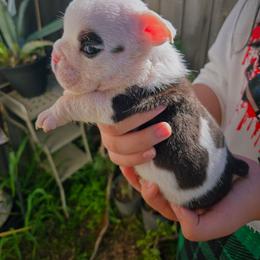 Emo Boy - Chocolate tri-color male Bulldog puppy in Perris, California from Ohana_626_kennels