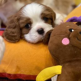 Cavalier King Charles Spaniel Puppies from Angels Ridge Cavaliers