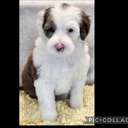 Lotus - Blue merle and white male Sheepadoodle puppy in Roseburg, Oregon from Lookingglass Doodles