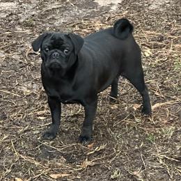 Betsy - Pug
