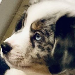 Royce - Blue merle Miniature Australian Shepherd puppy in City Island, New York from Tailormade Aussies