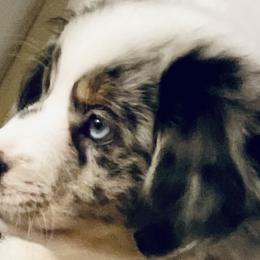 Royce - Blue merle Miniature Australian Shepherd puppy in City Island, New York from Tailormade Aussies