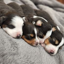 Miniature Australian Shepherd Puppies from Sunshine Mini Aussies