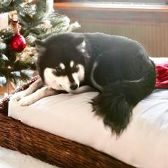 Finnish Lapphund puppies from Lighthouse Lapphunds and Leos by the Sea