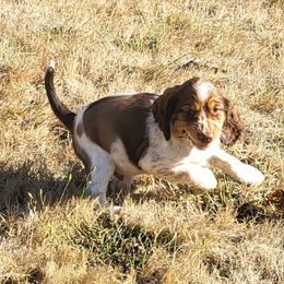 Boy 5 - Red and white male English Springer Spaniel puppy in Bremerton, Washington from Huntin' Buddies