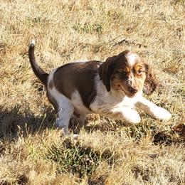 Boy 5 - Red and white male English Springer Spaniel puppy in Bremerton, Washington from Huntin' Buddies