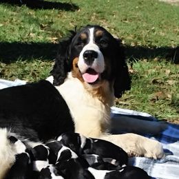 Tristen - English Springer Spaniel
