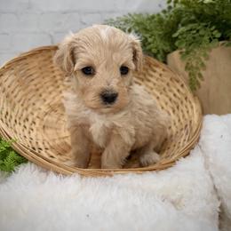 Maltipoo puppies from Grassy Meadow Pups