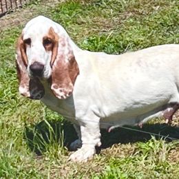 Marilyn - Basset Hound