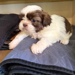 Akc Boy 5 - Liver and white male Shih Tzu puppy in Springfield, Missouri from Lopez Family Tails