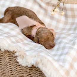 Orange collar girl - Red  female Goldendoodle puppy in Spokane, Washington from Beloved_doodles_WA