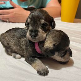 Miniature Schnauzers from Daniel Morlan