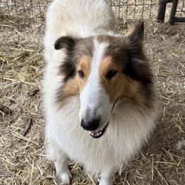 Patsy - Collie