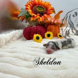 Sheldon - Dapple male Dachshund puppy in Prairieville, Louisiana from Southern Barron Danes & Dachshunds
