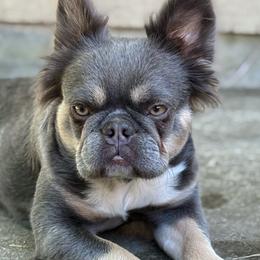 French Bulldogs from Sarra Gharib