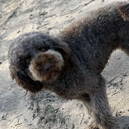 Mobius - Goldendoodle