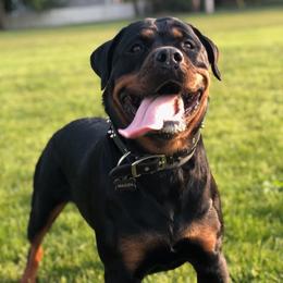 Maiden - Rottweiler