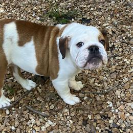 Tucker - Red and white male Bulldog puppy in Robertsville, Missouri from Peggy Gieselman