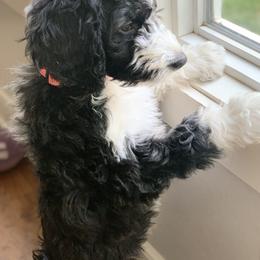 Australian Labradoodle Puppies from My Three Doodles