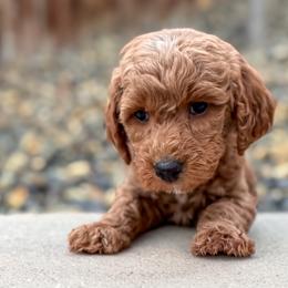 Valentine - Red  female Goldendoodle puppy in Twin Falls, Idaho from Magic Valley Family Doodles