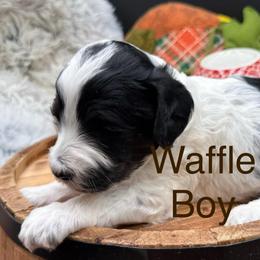 Waffle - Parti male Goldendoodle puppy in Hayden, Alabama from Agape Southern Farms